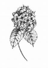 Hydrangea Drawings Drawing Flower Voor Volwassenen Kleurplaten Line Botanical Dessin Coloring Digi Dawson Textile Lucy Tableau Choisir Un Sketch sketch template