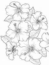 Hibiscus Coloring Color Drawing Pages Wallpaper Choose Board Shades Beautiful sketch template