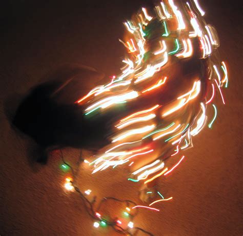 petey   christmas lights wrecklessweetie flickr
