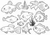 Fish Coloring Pages Saltwater Funny Getcolorings Getdrawings Color Tank sketch template