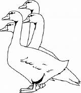 Geese Bestcoloringpagesforkids Goose sketch template