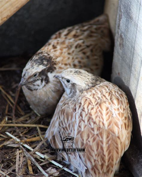 coturnix quail thieving otter farm