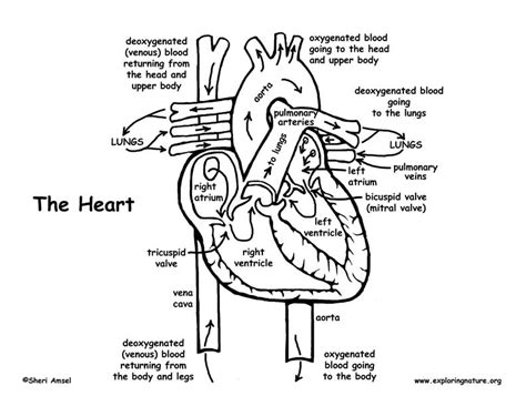 blood circulation coloring pages coloring pages