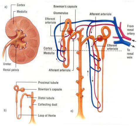 andrew biology nephron structure