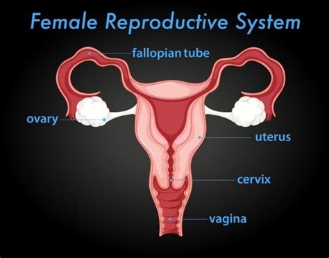 Female Reproductive System Diagram Labeled Pictures Human Female