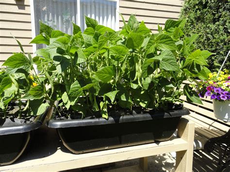 grow green beans  home container garden club