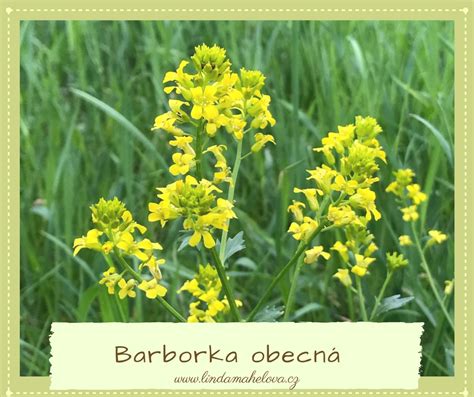 barborka obecna herbs plants herb plant planets medicinal plants