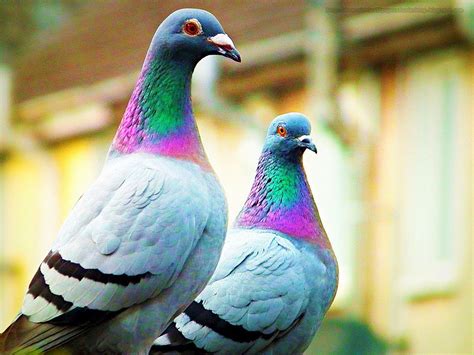 pigeons pigeons wallpaper  fanpop