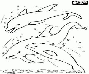 group  dolphins jumping coloring  printable page dolphin