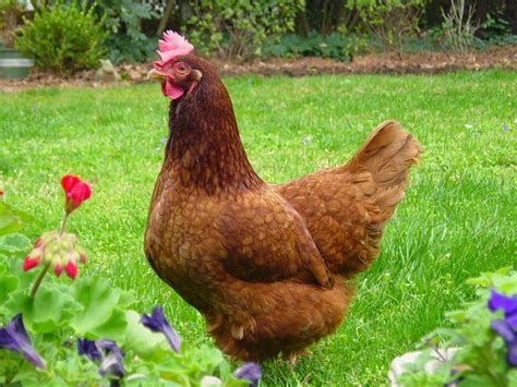 5 Best Laying Hens For Your Backyard From Home Wealth