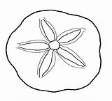 Sand Dollar Coloring Clipart Pages Sea Shell Seashells Clam Printable Clip Drawing Dollars Shells Cliparts Drawings Seashell Outline Life Line sketch template