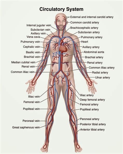 pin  emily stanek wallin  nice post human anatomy  physiology
