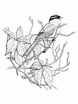 Sparrow Coloring Crowned Printable Pages Drawing Sparrows Bird Supercoloring Color Drawings Birds Adult Choose Board Crafts Visit Getcolorings Comments Silhouettes sketch template