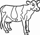 Cow Coloring Pages Printable Cattle Drawing Easy Farm Animal Face Cute Colouring Color Sheets Adults Getcolorings Getdrawings Print Strange Coloringbay sketch template