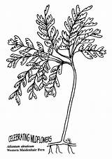 Fern Maidenhair Openclipart Designlooter Similars Webstockreview Petal Symmetry sketch template