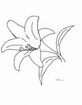 Lily Easter Coloring sketch template
