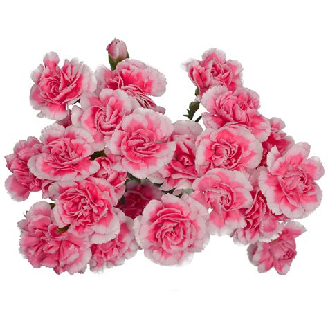 mini carnation bi color pink stems ship cut flowers