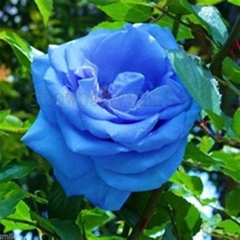 populer   gambar bunga mawar biru koleksi bunga hd
