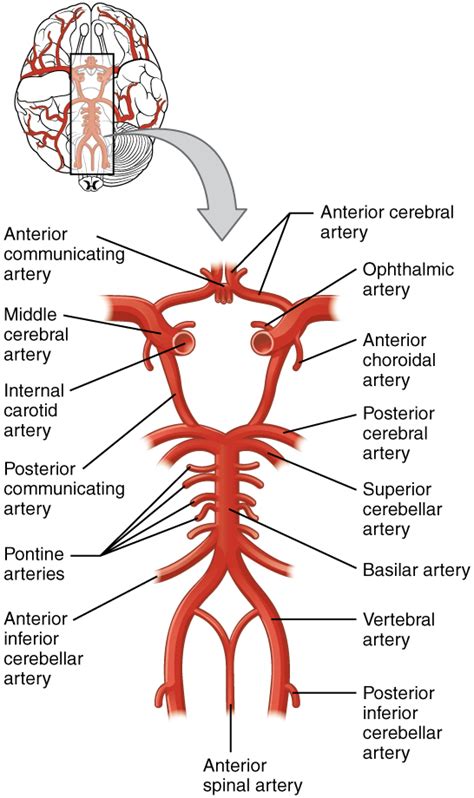 circulation   central nervous system anatomy  physiology