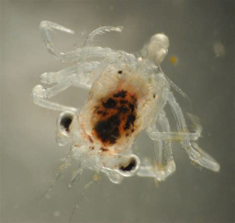 plankton    domain pictures getdomainvidscom