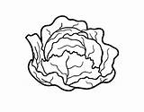 Cabbage Coloring Organic Colorear Pintar Coloringcrew Dibujos Vegetables sketch template