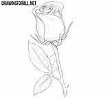 Rose Drawing Draw Easy Make sketch template