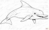 Dolphin Coloring Pages Dolphins Color Realistic Bottlenose sketch template