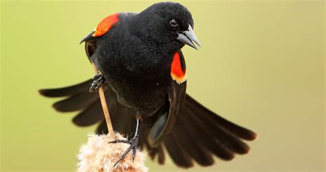 red winged blackbird identification   birds cornell lab  ornithology