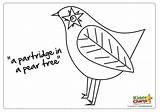 Pear Tree Partridge Christmas Kiddycharts Coloring First Kids Pages sketch template