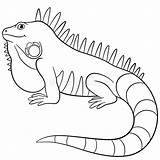 Iguana Leguaan Galapagos Glimlacht Kleurplaten Schattig Iguanas Stockillustratie Realistic Reptiles Pretos sketch template
