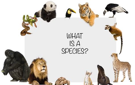 species  knowledge library