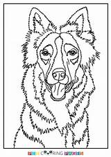 Collie Border Coloring Pages Drawing Getdrawings Getcolorings Color Printable sketch template