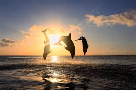 gran canaria hosts some of the best views of dolphins in