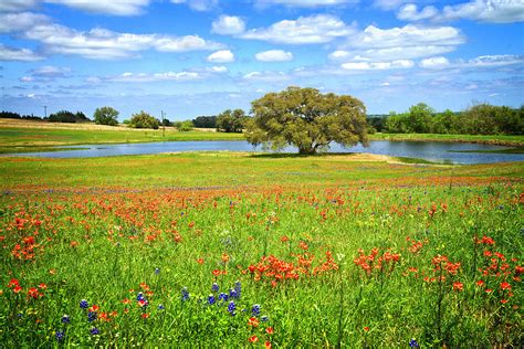 charm   texas spring photograph  lynn bauer fine art america