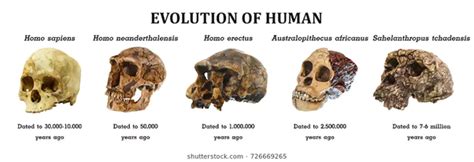 how did neanderthals and homo sapiens differ from earlier