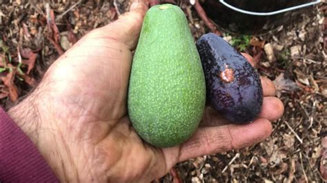 Water Your Avocado Trees Youtube