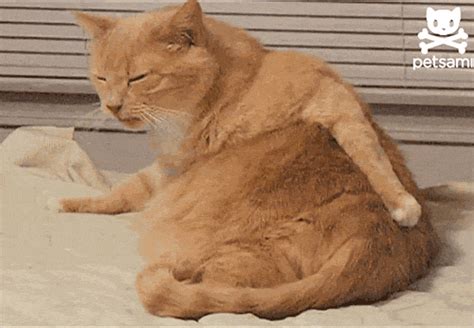 Cat Butt S Find And Share On Giphy