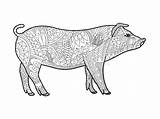 Piggy Coloriage Cochon Colorare Porcellino Adultes Zentangle Adulti Kleurend Vecteur Vectorielle Volwassen Het Doodle Bird Alexanderpokusay sketch template