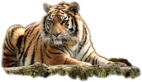 bengal tiger png image png svg clip art  web  clip art png icon arts