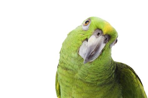 green parrot png image
