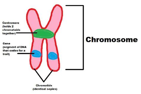 Chromosome Diagrams Hq 101 Diagrams