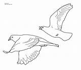 Flying Bird Coloring Drawing Pages Pigeon Outline Line Printable Seagulls Draw Pigeons Colouring Drawings Color Kids Easy Template Birds Print sketch template