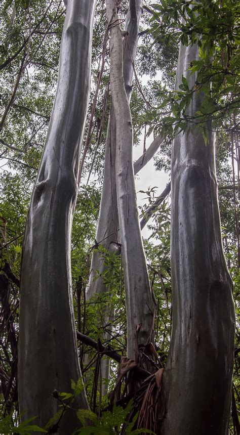 grey trees  image peakpx