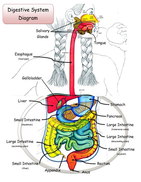 digestive system diagram labeled modernhealcom
