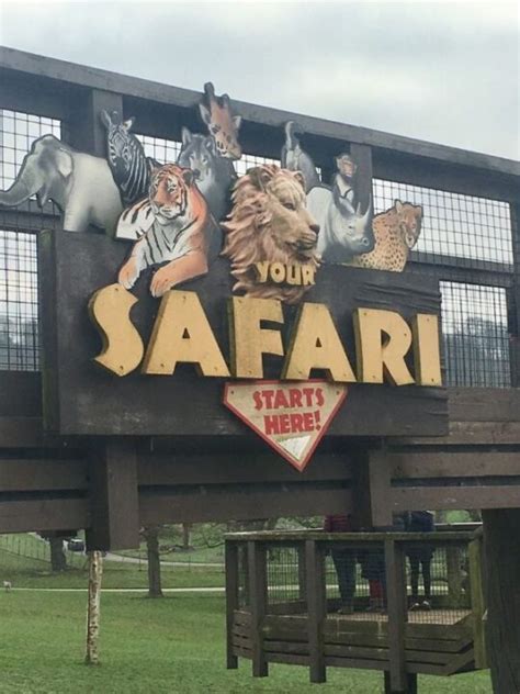 safari parks   uk  life  spicers