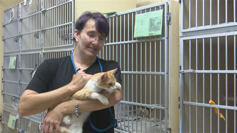 local animal shelter volunteer shares fostering experience khoucom