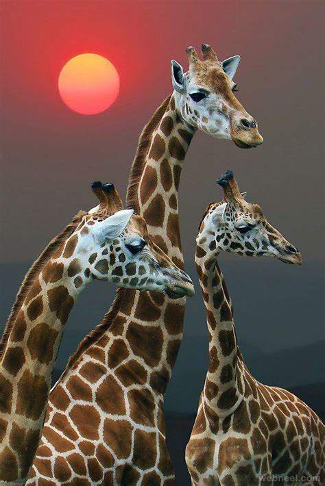 giraffe wildlife photography