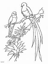 Quetzal Coupons Parkieten Birds Aves Parkiet Outline Nacional Landscaping Resplendent Plumage Only Portones Azulejos Pájaros Pintados Rodos Sketches Uitprinten Downloaden sketch template