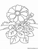 Zinnia Coloring Pages Flower Leaves Many So Template Border Getcolorings Color Printable sketch template