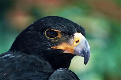 black eagle south africa simonejanssencom black eagle animals